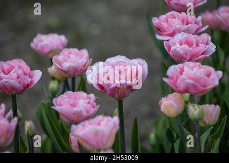 Rosafarbene doppelte Tulpen im Frühlingsgarten. Selektiver Fokus Stockfoto