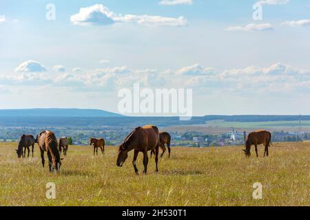 Pferde grasen auf einer Wiese in der Nähe des Dorfes Krasnoe in den Ausläufern des Salair-Kamm, Kemerowo Region-Kusbass Stockfoto