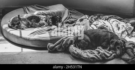 Graustufen Aufnahme von entzückenden Welpen schlafen auf dem Bett und Decken Stockfoto