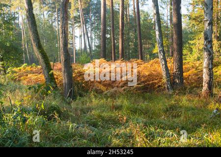 Herbst im Wald. Die Blätter der hohen Farne sind trocken und braun gefärbt. Es gibt überall hohe Bäume. Stockfoto