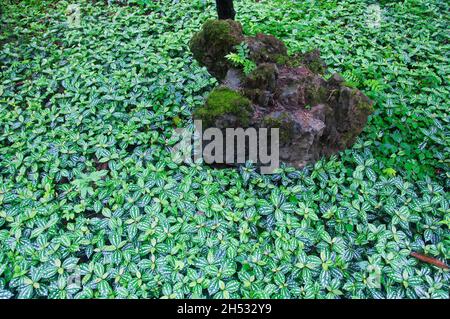 Pilea cadieei, die Aluminiumpflanze oder Wassermelone pilea, ist eine blühende Pflanze aus der Familie der Brennnesselgewächse Urticaceae, die innerhalb der liu xiang wächst Stockfoto