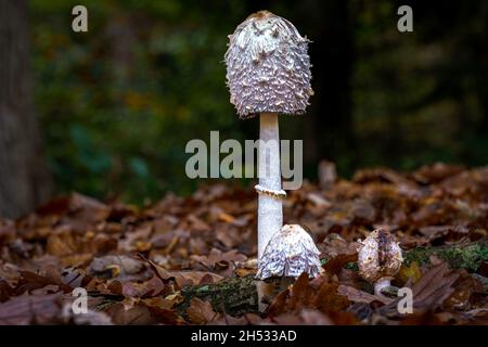 Schuppiger Tintenpilz, Coprinus comatus oder der zottelige Tintenkappenpilz Stockfoto