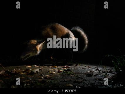Fuchs in der Nacht auf gepflasterter Terrasse in Dunkelheit mit Licht auf dem Körper, hockend tief, gewellter Körper mit offenem Mund, in defensiver Haltung verteidigt es sein Territorium Stockfoto