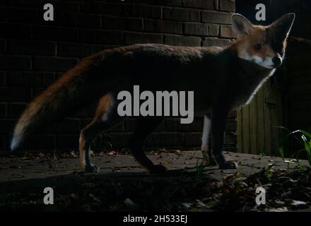 Fox steht nachts auf einem Pflaster gegen eine Ziegelwand und schaut auf die Kamera. Körper in Lichtfleck mit Felgenlicht.Nahaufnahme mit Ganzkörper-Darstellung Stockfoto