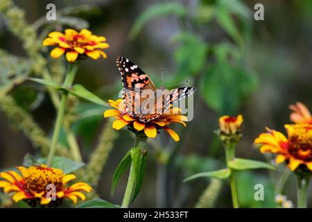 Bemalte Dame, die in der Herbstsonne auf der roten und gelben Zinnia-Blume ernährt. Es ist in der Cynthia Gruppe von bunten Schmetterlingen Stockfoto