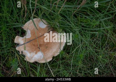 Nahaufnahme von Lactarius-Pilzen im Gras in Selfoss Stockfoto