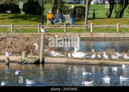 Southchurch Park Lake, Southend on Sea, Essex, Großbritannien. Schwäne und Wildtiere. Menschen genießen einen hellen, aber kühlen Herbsttag Stockfoto