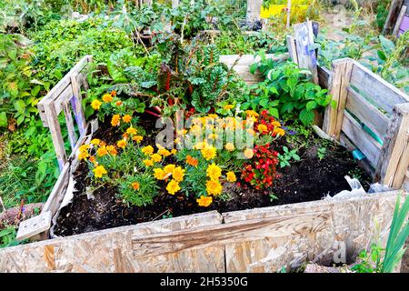 Hochbeet Gemüse Blumen Marigolds Schweizer Mangold, Zuteilungsgarten Gartenbau, Gartenbau Hochgartenbeet Stockfoto