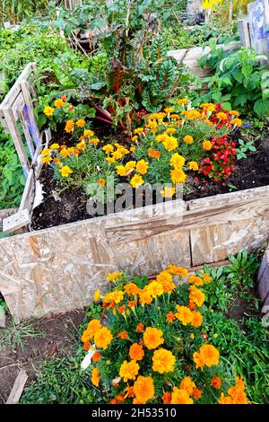 Hochbeet Gemüse kleine Gartenblumen Tagetes Gartenbau, Gartenbau Stockfoto