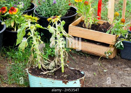 Zuteilung Deutschland Garten Blumen in Containern Stockfoto