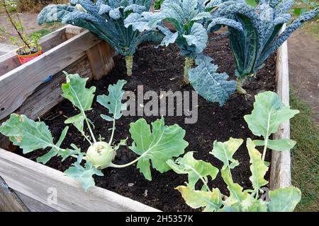 Kohlrabi wächst in einem Hochbeetgarten, Gemüsegarten Pflanzen Gemüse Hochgärten Stockfoto