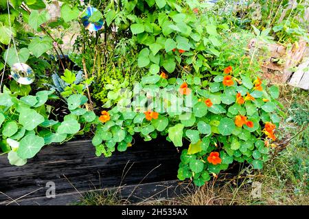 Tropeolum Nasturtium majus blüht in einem Gemüsegarten Stockfoto