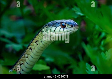 Das Porträt der Gewantschlange (Thamnophis sirtalis) vor einem grünen, grünen Hintergrund in der Sommersonne. Stockfoto