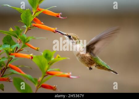 Rubinkehliger Kolibri (Archilochus colubris), der sich in der Sommersonne an einer Tabakpflanzenblüte ernährt. Stockfoto