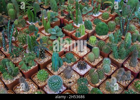Kleine Kakteen verschiedener Arten auf der Theke des Blumenmarktes Stockfoto
