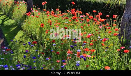 Wildblumenausstellungen in Abbey Park Gardens, Torquay, South Devon. Stockfoto