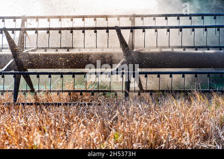 Die Rolle eines landwirtschaftlichen Mähdreschers schneidet Weizengetreide aus der Nähe in den Staub Stockfoto
