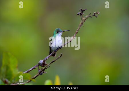 Ein männlicher Andensmaragd (Uranomitra franciae vispiceps) Kolibri, der auf einem Zweig in der Nähe von Mindo, Ecuador, thront Stockfoto