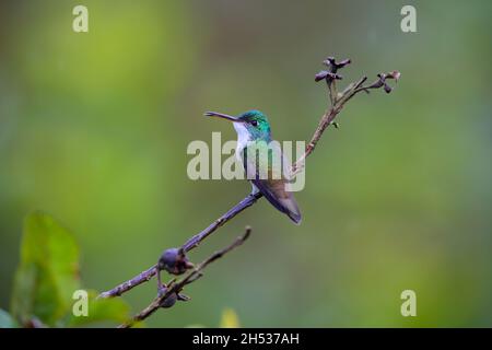 Ein männlicher Andensmaragd (Uranomitra franciae vispiceps) Kolibri, der auf einem Zweig in der Nähe von Mindo, Ecuador, thront Stockfoto