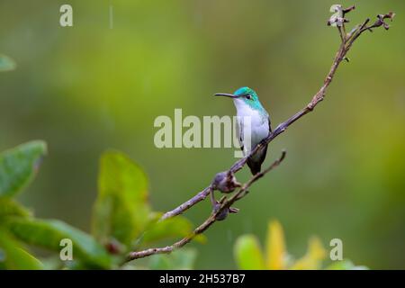 Ein männlicher Andensmaragd (Uranomitra franciae vispiceps) Kolibri, der auf einem Zweig in der Nähe von Mindo, Ecuador, thront Stockfoto