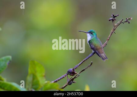 Ein männlicher Andensmaragd (Uranomitra franciae vispiceps) Kolibri, der auf einem Zweig in der Nähe von Mindo, Ecuador, thront Stockfoto