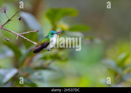 Ein männlicher Andensmaragd (Uranomitra franciae vispiceps) Kolibri, der auf einem Zweig in der Nähe von Mindo, Ecuador, thront Stockfoto