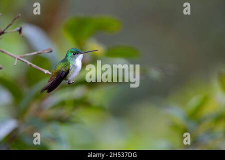 Ein männlicher Andensmaragd (Uranomitra franciae vispiceps) Kolibri, der auf einem Zweig in der Nähe von Mindo, Ecuador, thront Stockfoto