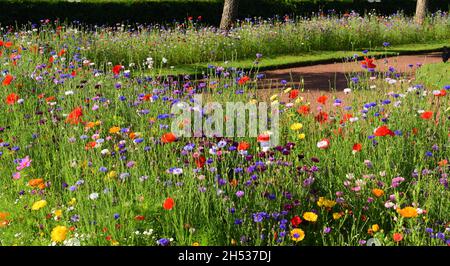 Wildblumenausstellungen in Abbey Park Gardens, Torquay, South Devon. Stockfoto