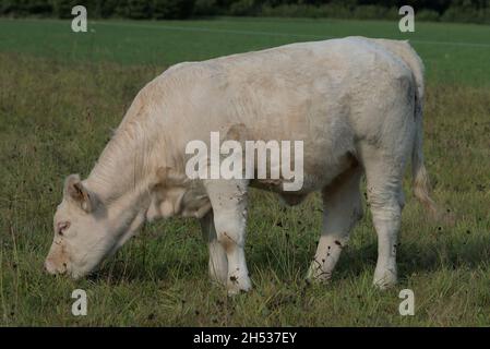 Das junge Charolais-Kalb weidet auf einer Wiese Stockfoto