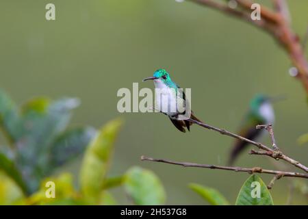 Ein männlicher Andensmaragd (Uranomitra franciae vispiceps) Kolibri, der auf einem Zweig in der Nähe von Mindo, Ecuador, thront Stockfoto