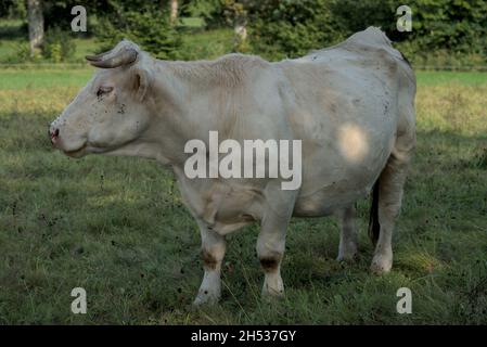 Weiße Charolais-Kuh auf einer Wiese in der Auvergne Stockfoto