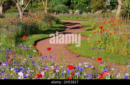 Wildblumenausstellungen in Abbey Park Gardens, Torquay, South Devon. Stockfoto