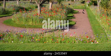 Wildblumenausstellungen in Abbey Park Gardens, Torquay, South Devon. Stockfoto