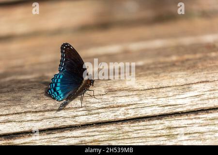 Makroaufnahme eines weißen Admiralschmetterlings auf einer hölzernen Oberfläche Stockfoto