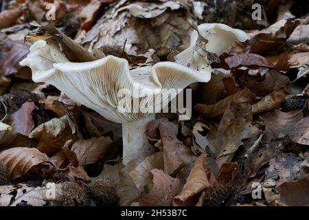 Essbarer Pilz Clitocybe nebularis im Buchenwald. Bekannt als wolkig-agarischer Trichter oder Wolkentrichter. In den Blättern wächst wilder Pilz. Stockfoto
