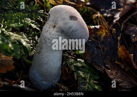 Gewöhnlicher Kugelpilz (Lycoperdon perlatum) mit Löchern aus Sporen, auf Waldboden, Schottland, Großbritannien Stockfoto