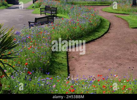 Wildblumenausstellungen in Abbey Park Gardens, Torquay, South Devon. Stockfoto