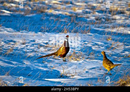 Hahn und Hühnerfasan kurz nach Sonnenaufgang nach dem riesigen Schneefall in Iowa Stockfoto