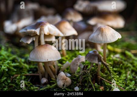 Haufen von Engelshaubenpilzen (Mycena arcangeliana), die auf Baumstumpf im Wald wachsen, Schottland, Großbritannien Stockfoto