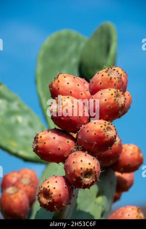 Kaktus aus Kaktus oder opuntia, Ficus-Indica, indische Feige opuntia mit reifen Früchten Stockfoto