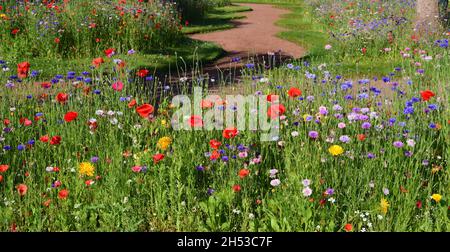 Wildblumenausstellungen in Abbey Park Gardens, Torquay, South Devon. Stockfoto