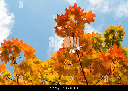 Zuckerahornblätter im Herbst, bunter Zweig auf hellem Himmel Hintergrund Stockfoto