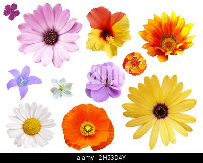 Set von verschiedenen bunten Blumen isoliert auf weißem Hintergrund Stockfoto