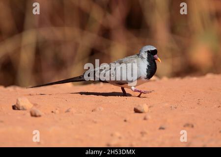 Eine Erwachsene männliche Namaqua-Taube (Oena capensis), die auf dem Boden in Gambia, Westafrika, füttert Stockfoto