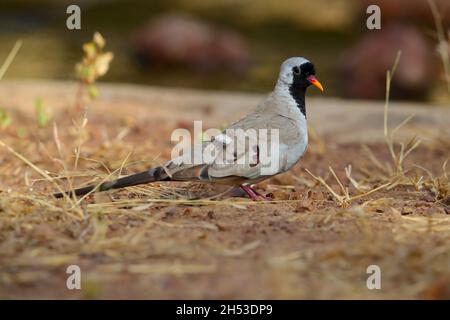 Eine Erwachsene männliche Namaqua-Taube (Oena capensis), die auf dem Boden in Gambia, Westafrika, füttert Stockfoto