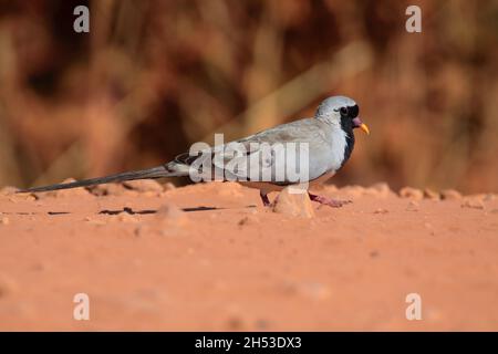 Eine Erwachsene männliche Namaqua-Taube (Oena capensis), die auf dem Boden in Gambia, Westafrika, füttert Stockfoto