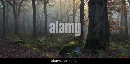 Waldpanorama an einem nebligen Morgen, Padley Gorge, Peak District National Park, Derbyshire Stockfoto