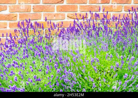 Lavendel an der Ziegelwand in Gartenwandpflanzen Stockfoto