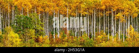 Espenbäume in Herbstfärbung im Norden von Manitoba, Kanada. Stockfoto