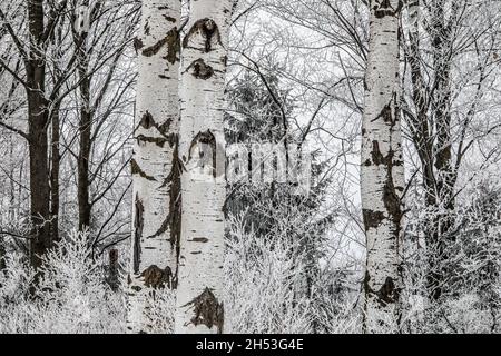 Rime Eis auf Bäumen rund um einen Hain eine Birke Bäume. Stockfoto